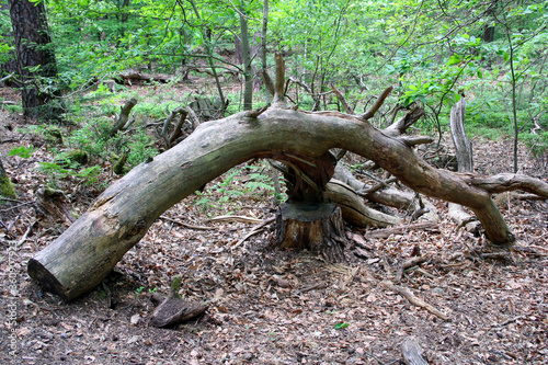 Trockener Baumstamm im Wald