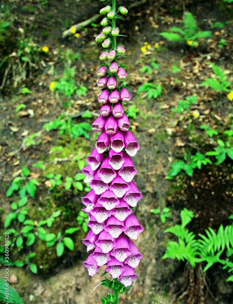 Obraz premium Roter Fingerhut