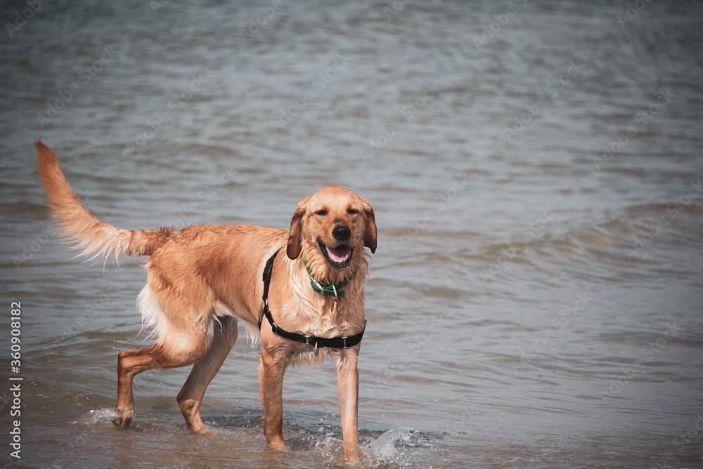 Dogs Playing at the Beach