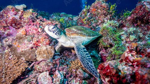 The turtle wakes up among the beautiful colors of the coral. Munda (Solomon Islands)
