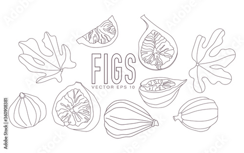 Vector illustration of figs, whole and in a cut, leaves. Simple style with outline.