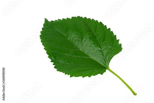 Green leaves isolated from a white background.
