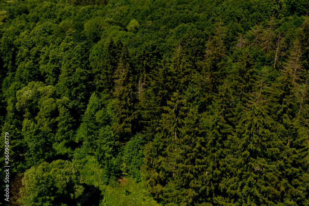 Aerial view of green forest.