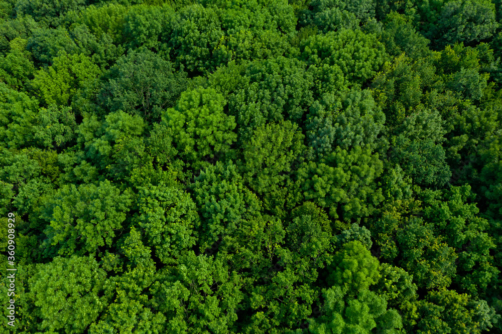 Top view of a lush green forest or woodland.