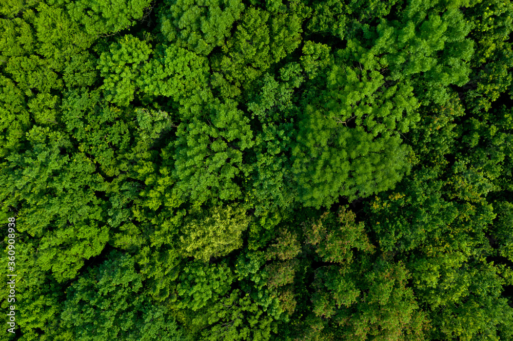 Top view of a lush green forest or woodland.
