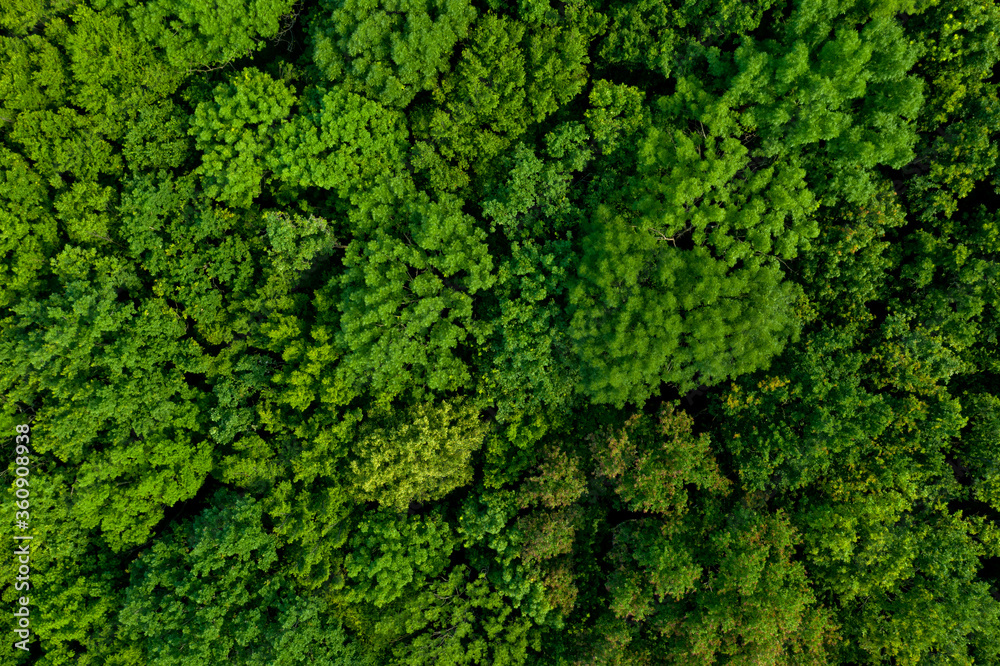 Top view of a lush green forest or woodland. Top view of a lush green forest or woodland.