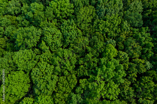 Top view of a lush green forest or woodland. © leo_nik