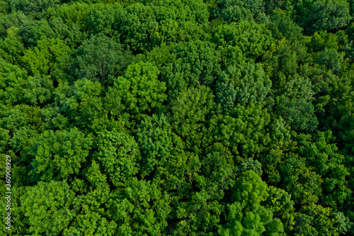 Top view of a lush green forest or woodland. © leo_nik