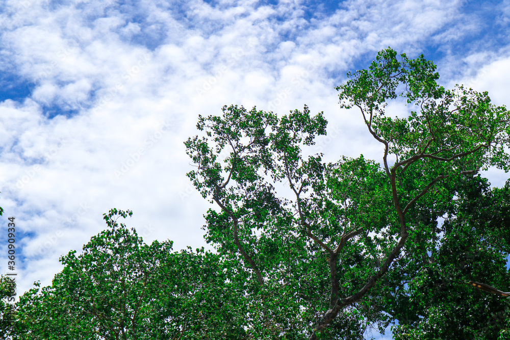 blue sky view through trees