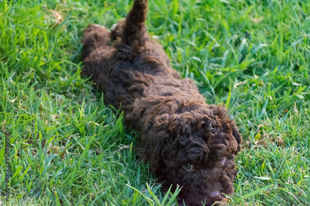 Fototapeta premium cachrorro de perro de agua español 