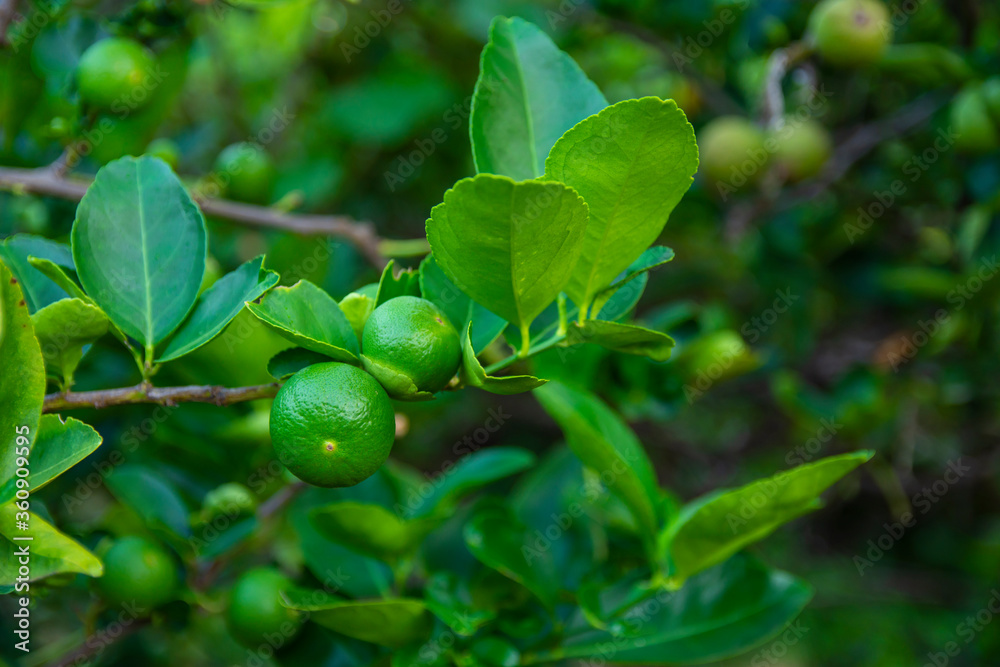 Green remon from Non-Toxic Organic in the garden. lemon hanging on branch. It is used for culinary and non-culinary purposes throughout the world, primarily for its juice. Green remon from Non-Toxic Organic in the garden. lemon hanging on branch. It is used for culinary and non-culinary purposes throughout the world, primarily for its juice.