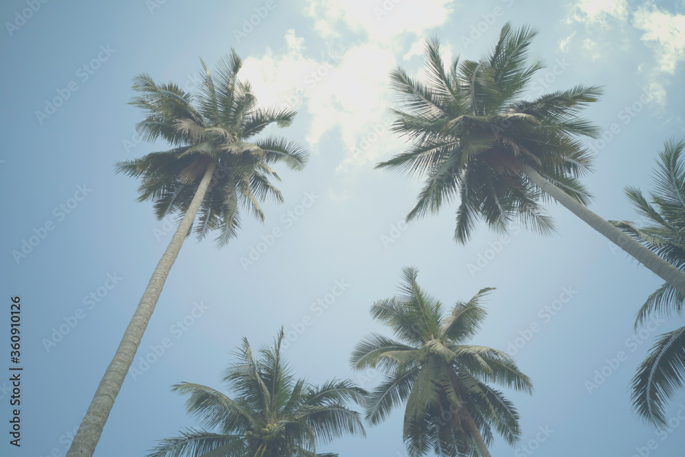 coconut tree on blue sky background