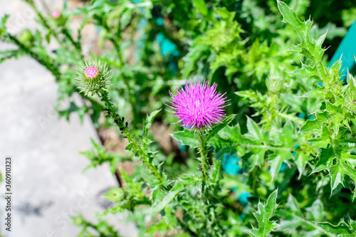 Delicate pink and purple flowers of Carduus nutans plant, commonly known as musk or nodding plumeless thistle, in a garden in a sunny summer day, national flower and symbol of Scotland, United Kingdom