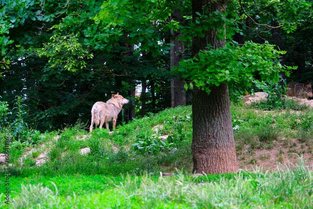 Fototapeta premium Wolf in the forest