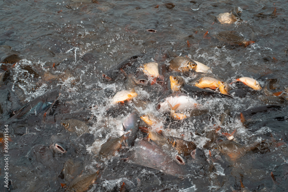 Fish feeding and fish farming in the river Fish feeding and fish farming in the river
