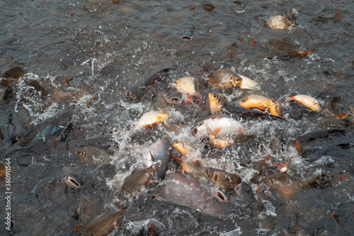 Fish feeding and fish farming in the river