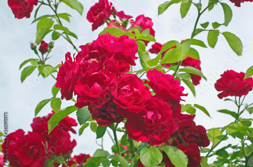 red roses blooming in the garden against the background of the June sky