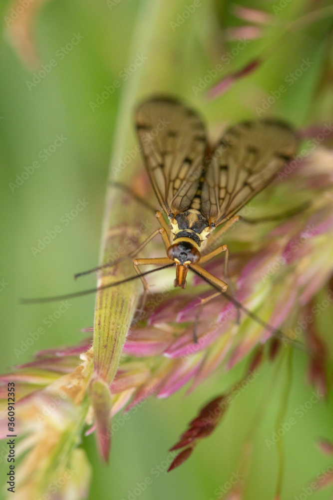 Fototapeta premium Winged insect on a leaf.