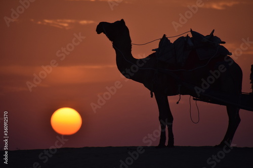 desert safari at jaisalmer sam dunes in a sunset time