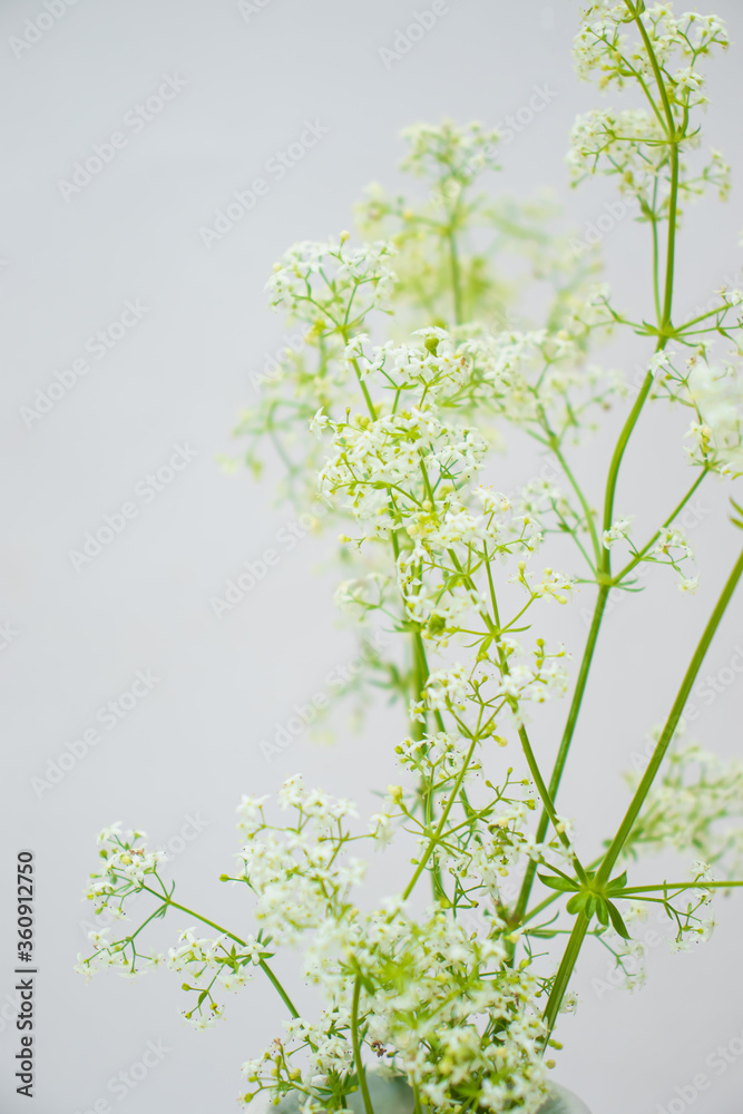 Bright colors of a hot summer. Bouquet of field and meadow plants. Bright green herbs. Bright colors of a hot summer. Bouquet of field and meadow plants. Bright green herbs.