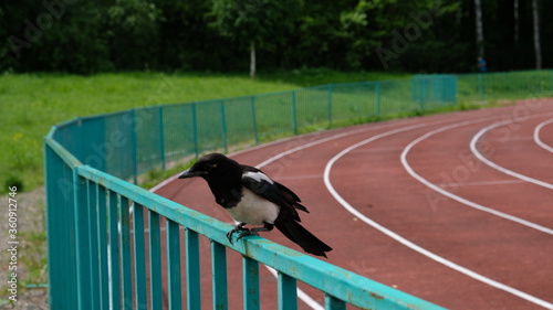crow on the road