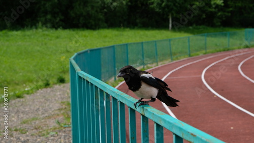 crow on the road