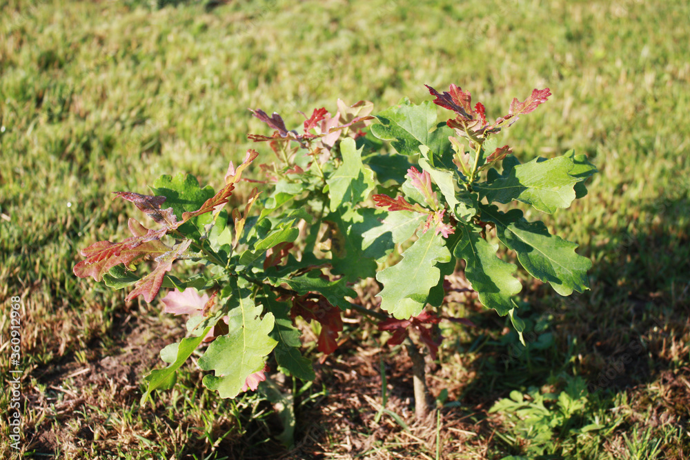 Young oak tree in the garden.