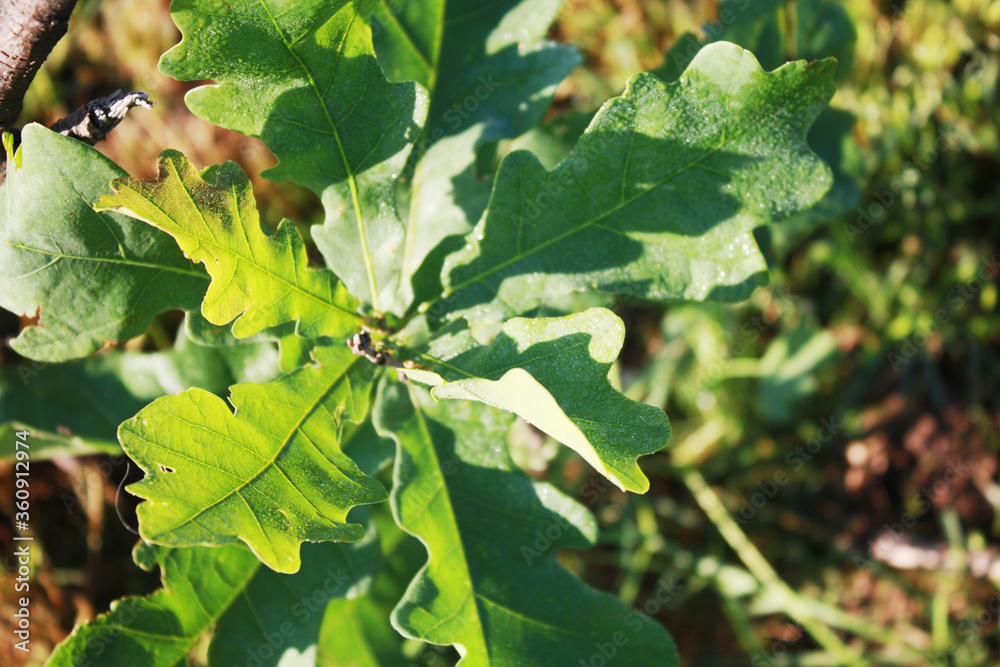 Young oak tree in the garden.