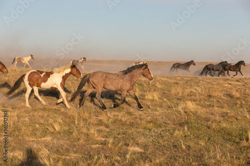 Herd of Wild Horses in the Utah Desert