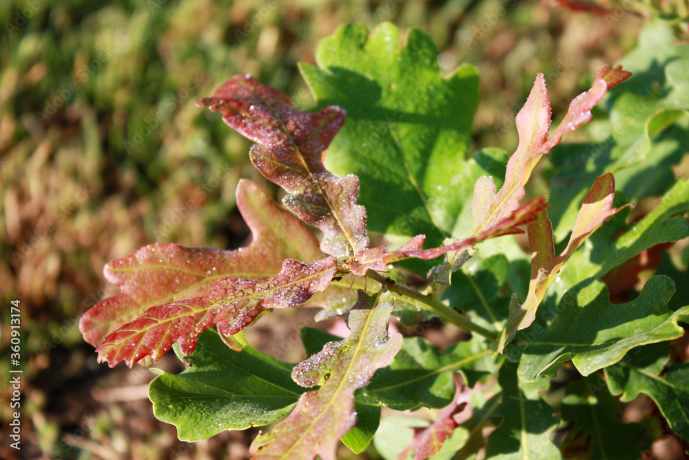 Young oak tree in the garden.