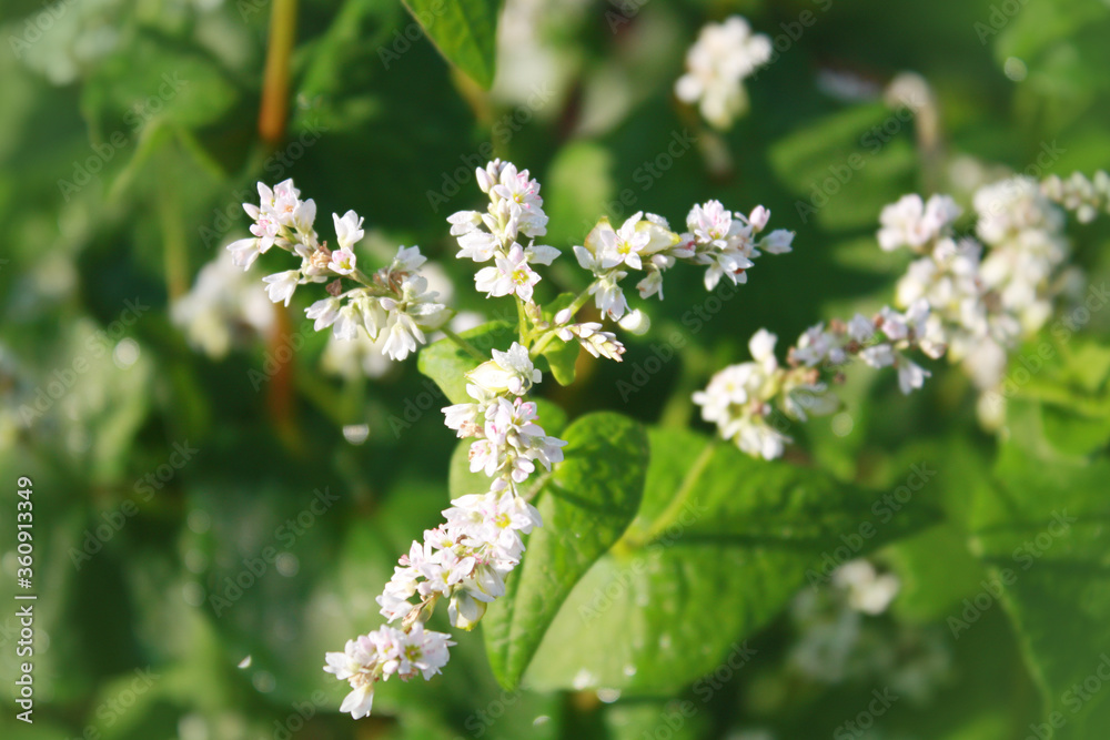 Buckwheat plant with flower in the garden.