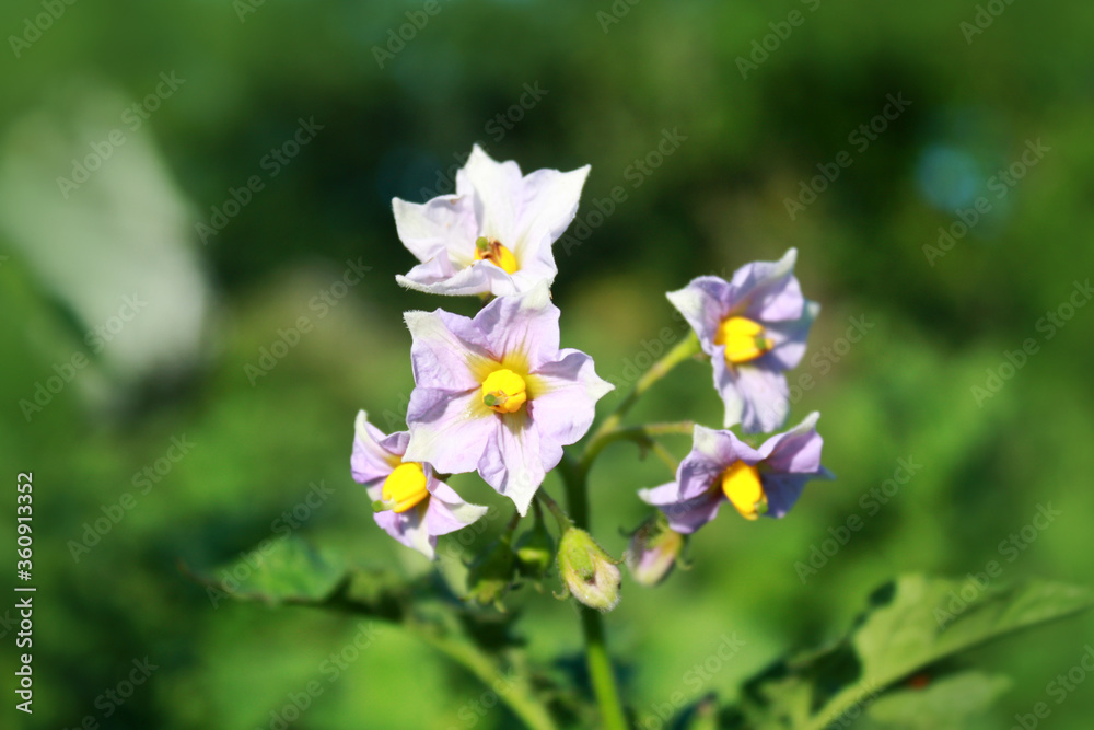Potato plant with flowers in the garden.