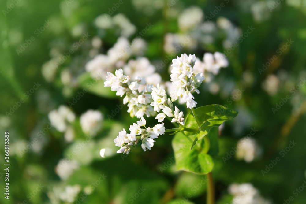 Buckwheat plant with flower in the garden. Buckwheat plant with flower in the garden.