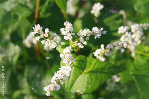 Obraz na płótnie Buckwheat plant with flower in the garden. w salonie