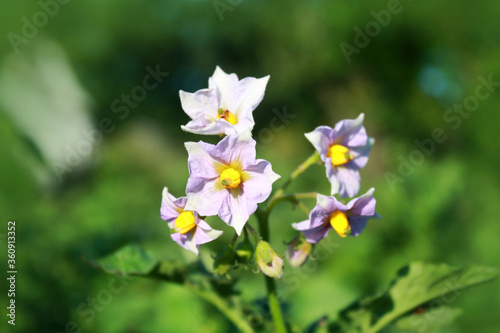 Obraz na płótnie Potato plant with flowers in the garden. w salonie