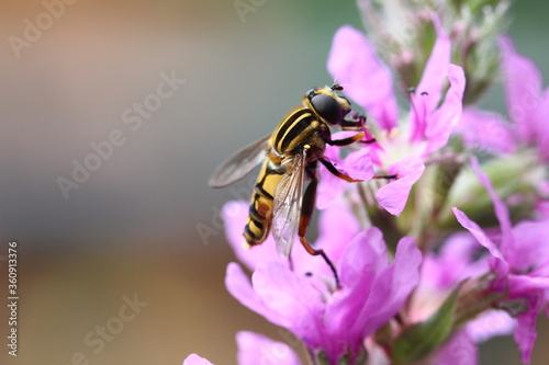 Hoverfly Helophilus pendulus European insect with outstretched wings, beautiful black and yellow colours, searching for nectar on pink flowers