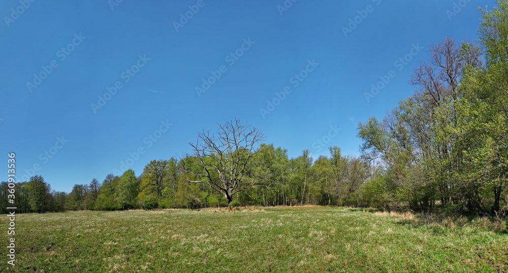 Old dead Tree in Spring Panorama in a Bog - Panorama