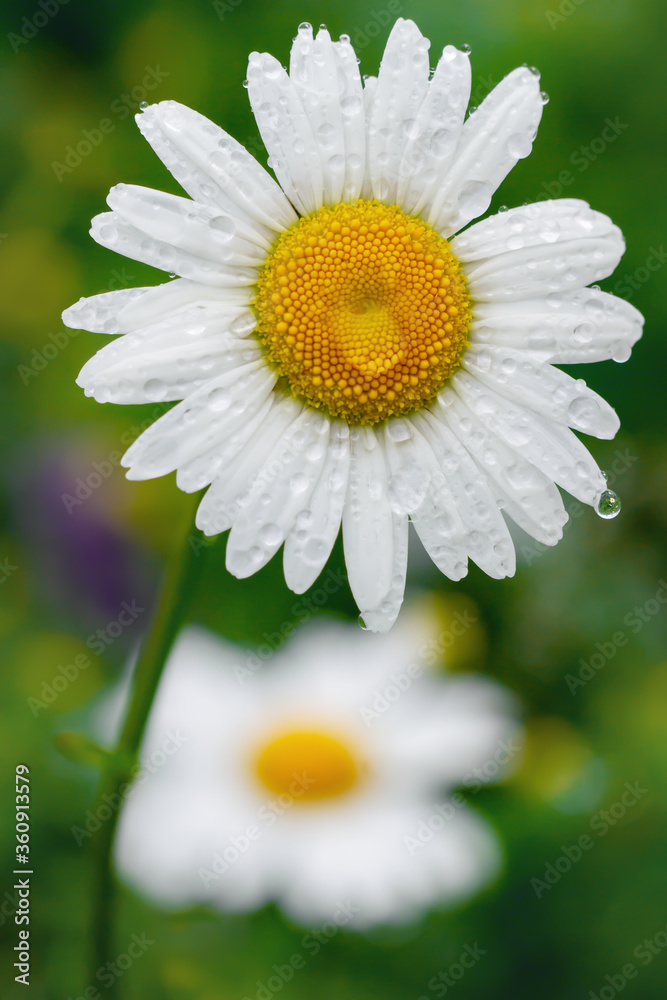 Fototapeta premium Blooming white daisy.