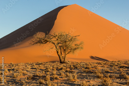 Acacia solitaria al pie de la duna 45 durante la puesta de sol. La duna es un famoso lugar de interés del Parque Nacional Namib-Naukluft, en Namibia.