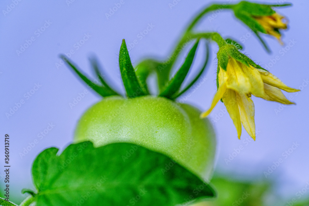 young tomato bush grows at home young tomato bush grows at home