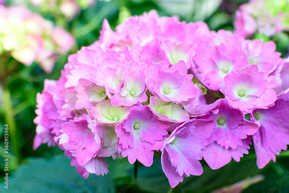 Magenta pink hydrangea macrophylla or hortensia shrub in full bloom in a flower pot, with fresh green leaves in the background, in a garden in a sunny summer day. Magenta pink hydrangea macrophylla or hortensia shrub in full bloom in a flower pot, with fresh green leaves in the background, in a garden in a sunny summer day.