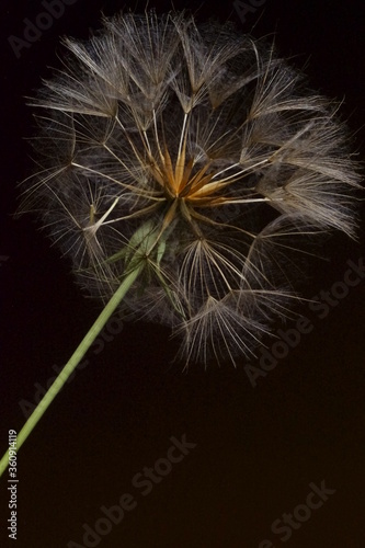Background with wildflowers   flying seeds of meadow salsify   goat s-beard  tragopogon pratensis