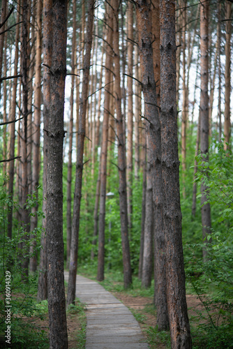 Fototapeta Naklejka Na Ścianę i Meble -  Concrete path in a pine grove.