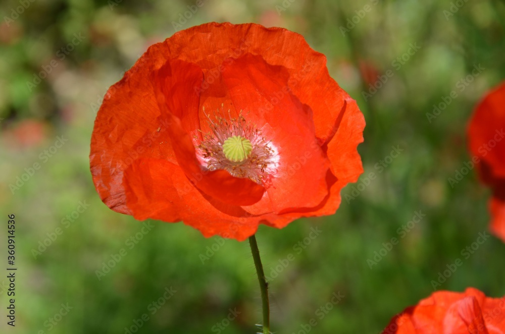 Rot blühende Mohnblume einzeln - makro Rot blühende Mohnblume einzeln - makro