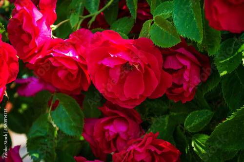 Lots of red roses close up. Beautiful natural background.