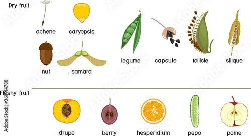 Different types of fruits: dry and fleshy. Scheme for botany lessons