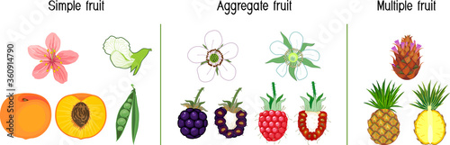 Different types of fruits: simple, aggregate and multiple. Scheme for botany lessons