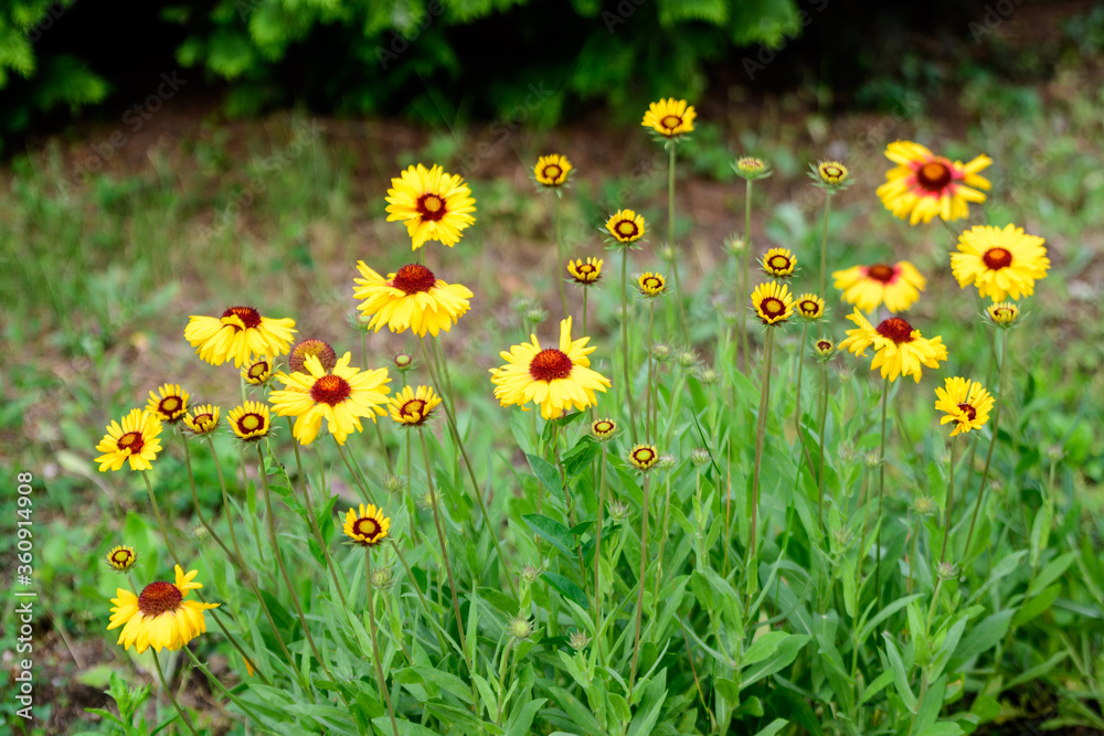 Many vivid yellow and red Gaillardia flowers, common name blanket flower, and blurred green leaves in soft focus, in a garden in a sunny summer day, beautiful outdoor floral background.