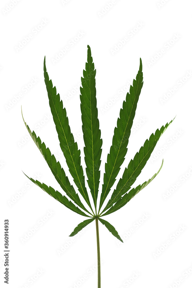 Fototapeta premium marijuana plant with green leaves