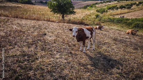 Brown cow in the middle of summer fields with dry grass in the late afternoon